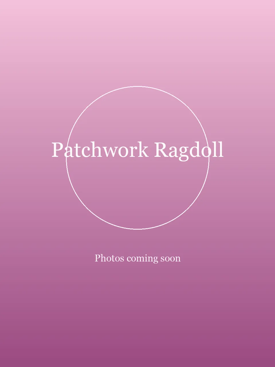 Patchwork Ragdoll party character in Los Angeles